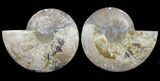 Cut & Polished Ammonite Fossil - Agatized #60285-1